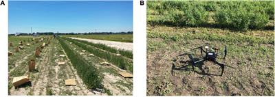 Phenomics-Assisted Selection for Herbage Accumulation in Alfalfa (Medicago sativa L.)